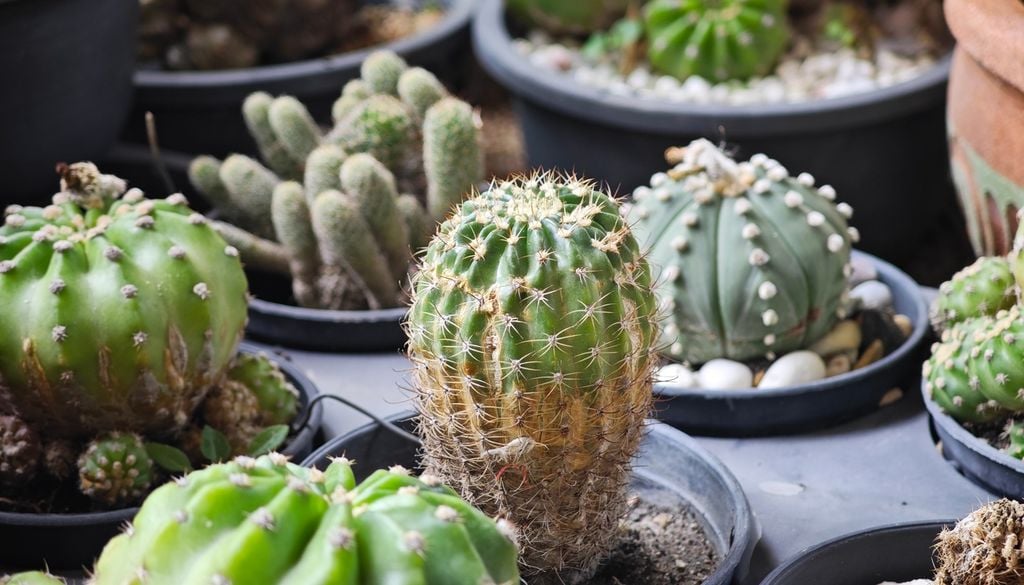 Cactus