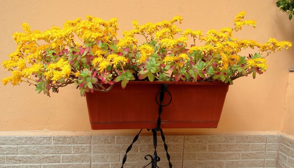 Sedum palmeri