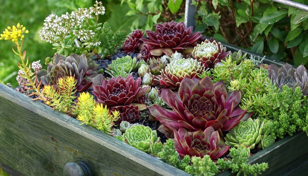 Sempervivum