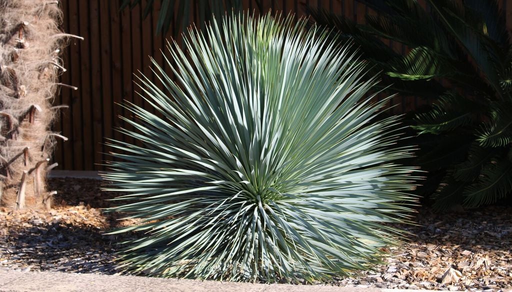 Yucca rostrata
