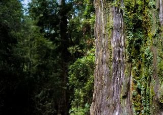 Este ‘abuelo’ patagónico tiene 3.600 años y sus anillos nos advierten así de nuestro futuro 