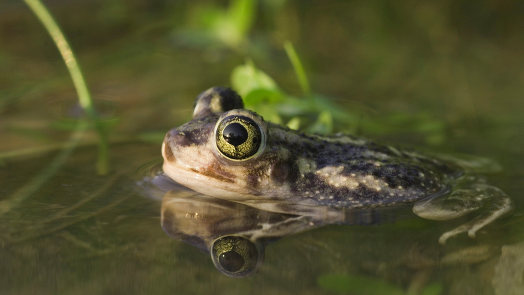 ciencia; anfibio; Mexico; Texas; biologia; desierto De hábitos nocturnos, el sapo de espuelas de Couch emerge tras las lluvias fuertes de verano.