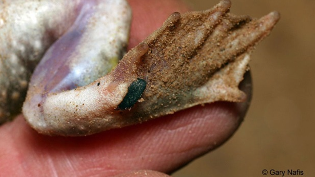 ciencia; especie; biologia; adaptacion; clima La “espuela” endurecida de sus patas traseras funciona como una herramienta para excavar y enterrarse. Imagen tomada de la ficha técnica del Museo del Desierto de Arizona-Sonora.