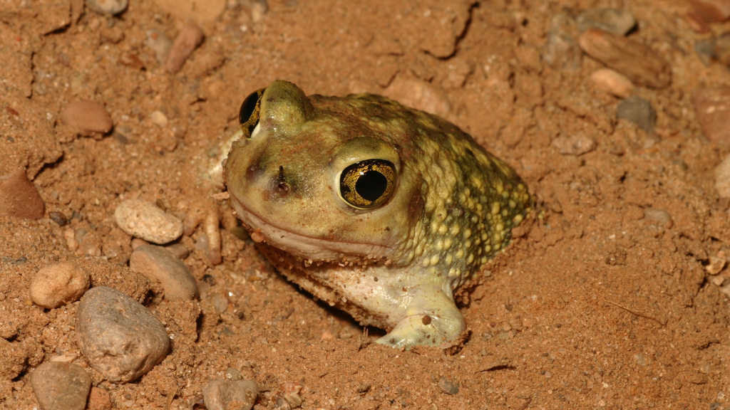 ciencia; especia; sapo de espuelas; Mexico; Texas Su hábitat preferido son las planicies áridas o semiáridas hasta elevaciones de 1,800 m.