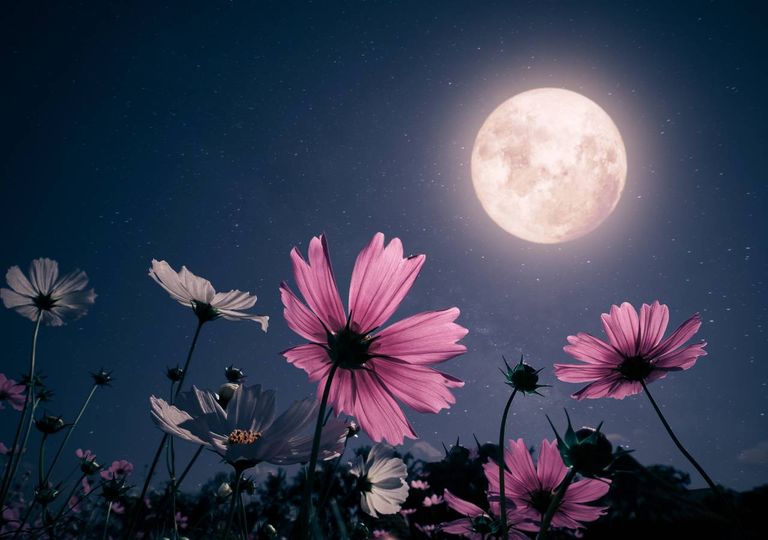 ¿Cuándo será la próxima "superluna rosa"? ¿Cuándo será la próxima "superluna rosa"?