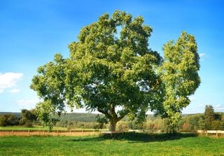 Este árbol crece rápido, da mucha sombra y su madera es muy apreciada