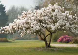 Esta árvore de flores brancas tem um aroma incrível: descubra a Magnólia do Pacífico