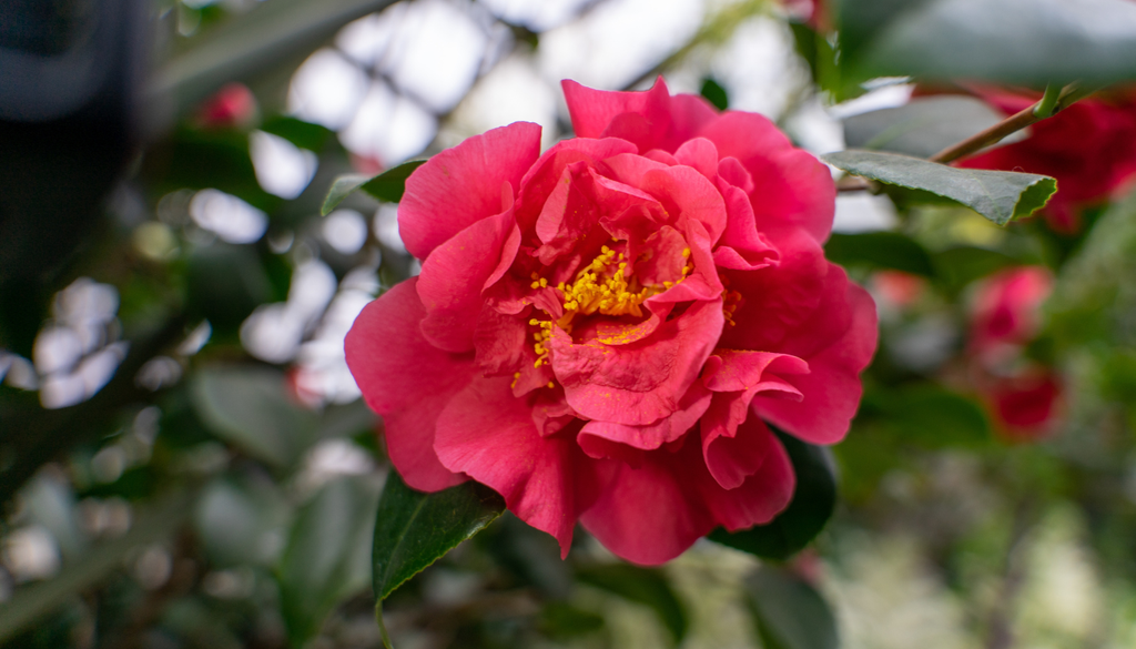 La camelia japónica es una planta que da frutos en espacios cerrados e, incluso, en pleno invierno.