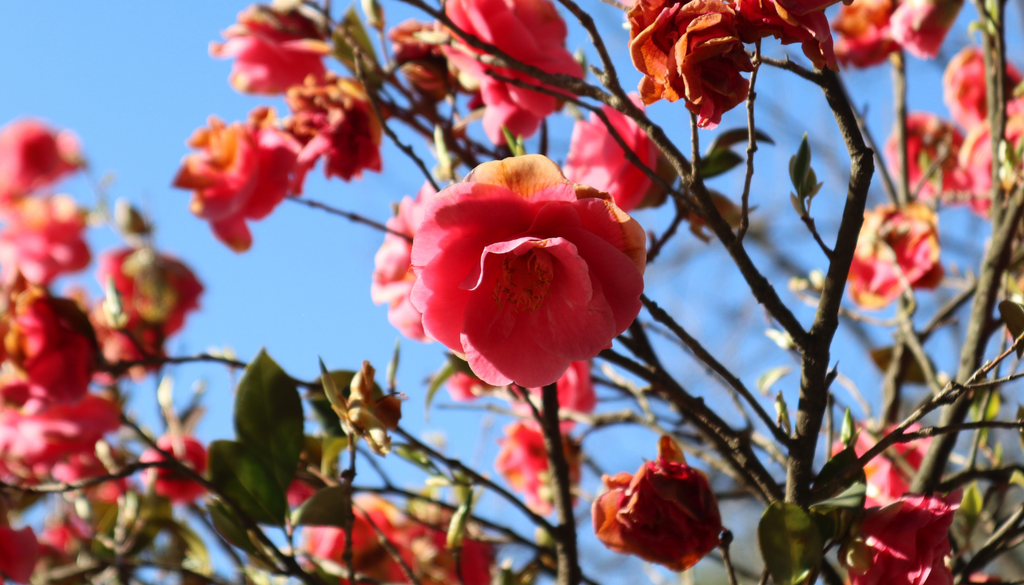 Las flores de la camelia japónica son grandes y elegantes, en tonos blancos, rosados y rojos.