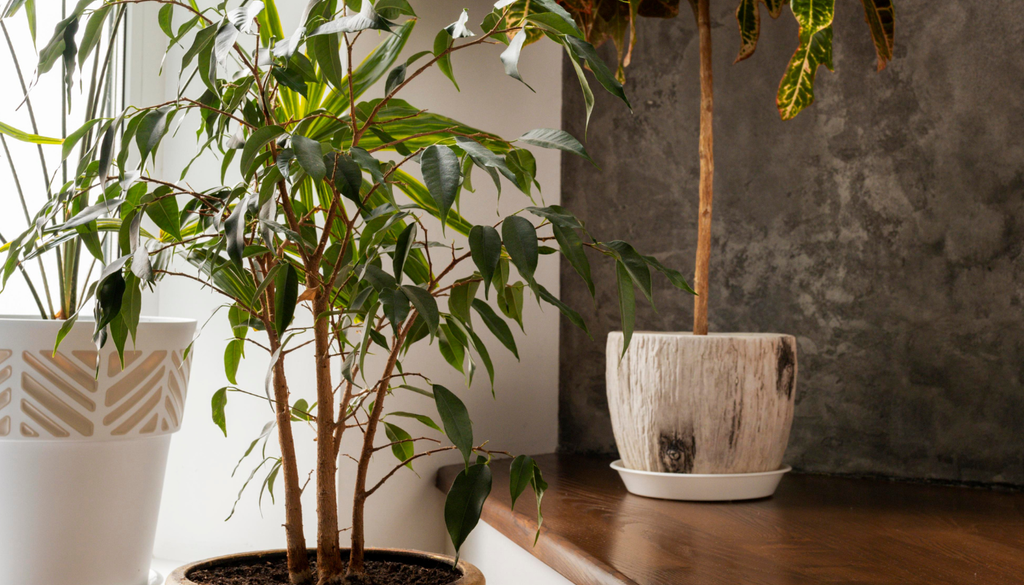 La camelia japónica es de esas plantas que no precisan de riego continuo ni de exposición directa a la luz solar.