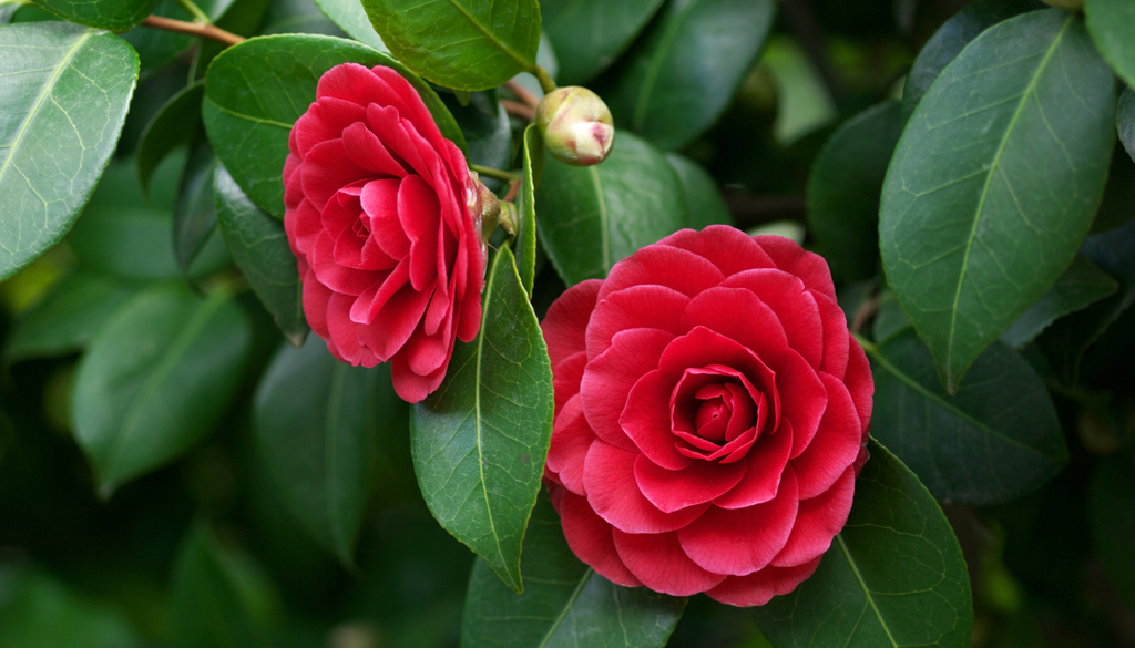 La camelia japónica combina estética, resistencia y practicidad, tres cualidades muy valoradas en jardinería.