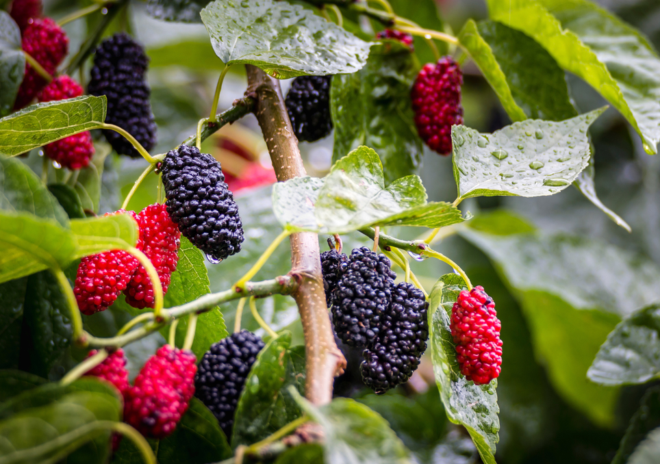 La mûre produit un type de fruit multiple qui ressemble à une mûre allongée, et la couleur finale est généralement un indicateur plus fiable de la maturité que la taille.