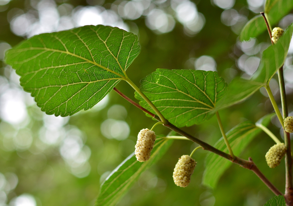 Dans certains jardins, la croissance peut être maintenue plus compacte grâce à une taille de formation précoce, ce qui est un avantage dans les petits jardins.