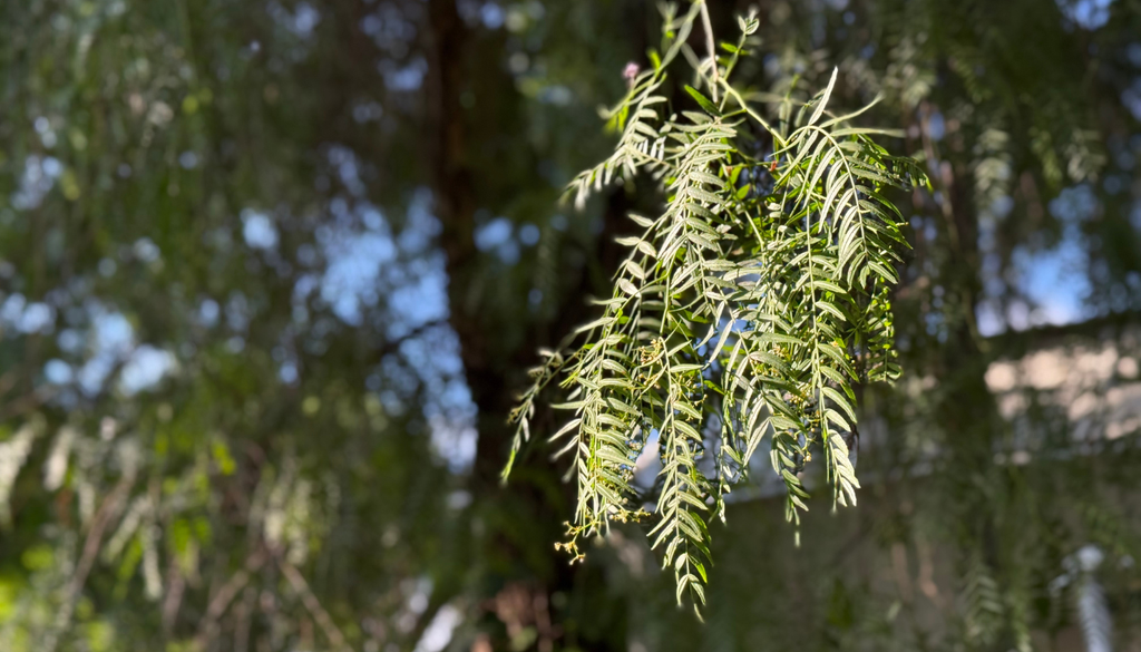 Las hojas colgantes del pirul lo hacen fácil de reconocer, aunque su presencia puede complicar la regeneración de plantas nativas.