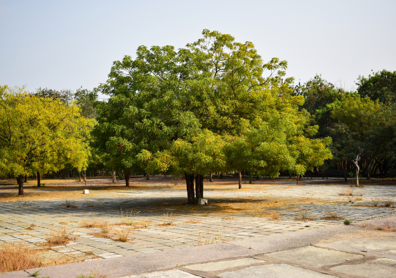 El neem es capaz de sobrevivir en suelos pobres y climas secos, convirtiéndolo en una especie clave para la reforestación y la agroecología.