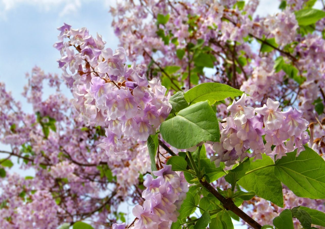 Die Blüte der Paulownia mit ihren lila Farbtönen und ihrem süßen Duft zieht Bienen und andere Bestäuber an und ist daher eine sehr geschätzte Nektarquelle für die Honigproduktion.