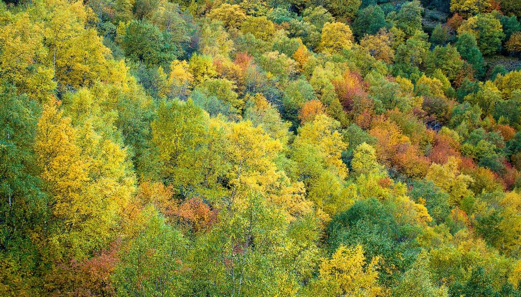 Teixadal de Casaio Los científicos consideran que este bosque ha permanecido en el mismo enclave desde el final de la última glaciación