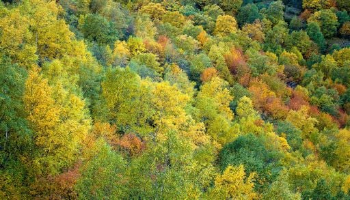 El bosque m&aacute;s antiguo de Espa&ntilde;a oculta un ecosistema milenario en el coraz&oacute;n de Galicia