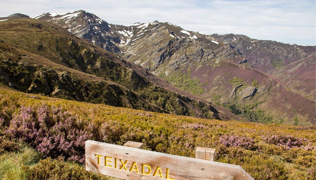Teixadal de Casaio Este espacio natural alberga más de 400 tejos