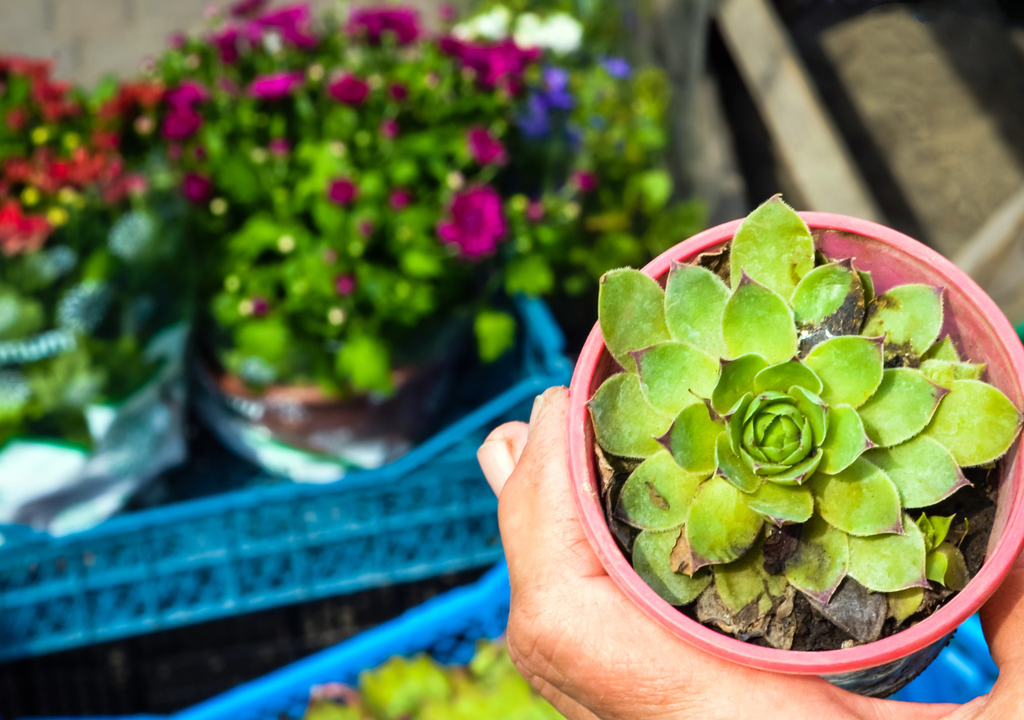 Las suculentas pueden almacenar agua hasta por 90 días en sus tejidos, gracias a sus hojas y tallos carnosos adaptados a climas áridos.