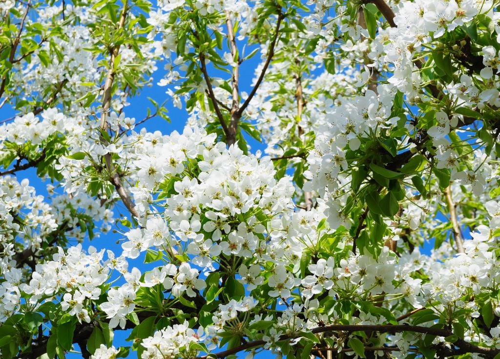 Voici l'arbre qui produit une odeur désagréable chaque printemps en Espagne.