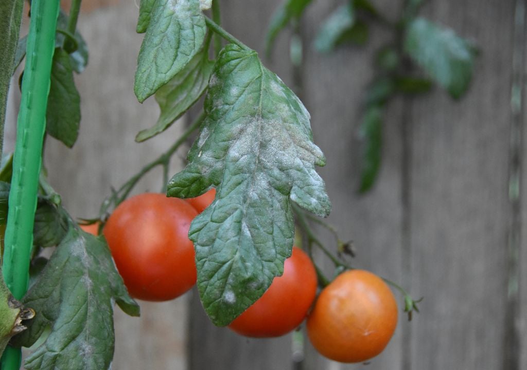El oídio puede ser un hongo devastador para el jardín en caso de no controlarlo a tiempo