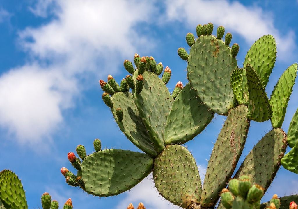 Cactus, espinhos