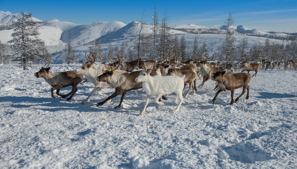 países mas fríos del mundo La población rural ha desarrollado una notable resistencia biológica para enfrentar el dzud, situación invernal donde el frío extremo y las capas de hielo impiden al ganado acceder al pasto de la estepa.