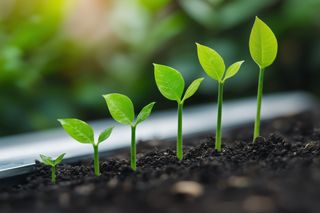 Este modelo japonés de fotosíntesis artificial permite producir productos farmacéuticos a partir de residuos orgánicos