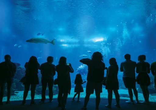 Este Natal, pode deixar as crianças “debaixo de água” no Oceanário de Lisboa