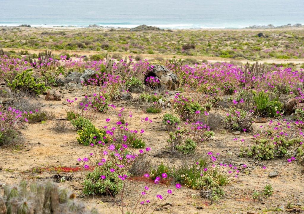 Desierto Florido en el Parque Nacional Llanos de Challe.