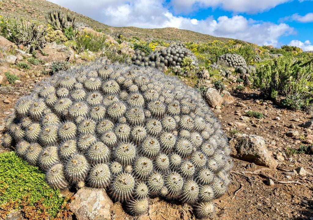Copiapoa en el Parque Nacional Llanos de Challe.