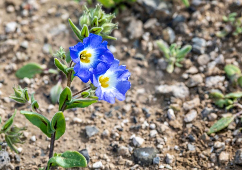 Flor "suspiro" en Parque Nacional Llanos de Challe, Atacama.