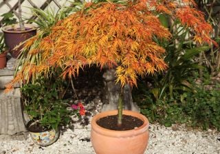 Este pequeño árbol japonés transforma tu terraza con tonos rojos y amarillos