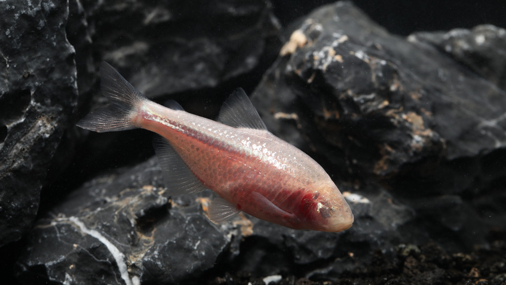 ciencia; pez ciego mexicano; biodiversidad; subterranea Varias poblaciones cavernícolas duermen mucho menos que los tetras que viven en ríos.