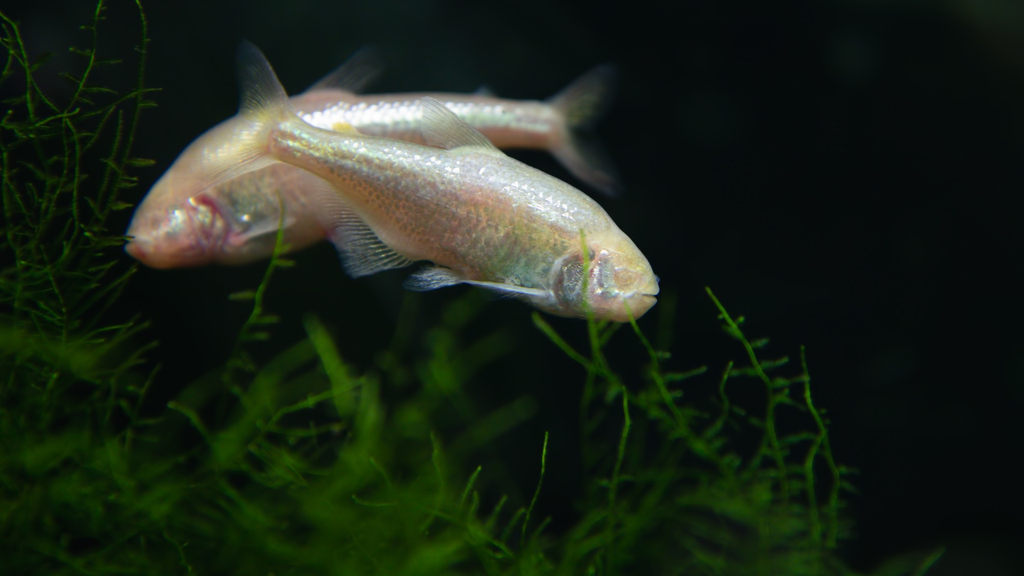 tetra mexicano; pez ciego mexicano; adaptacion; evolucion; hipoxia Tienen papilas gustativas en la cabeza y la barbilla, fuera de la boca.
