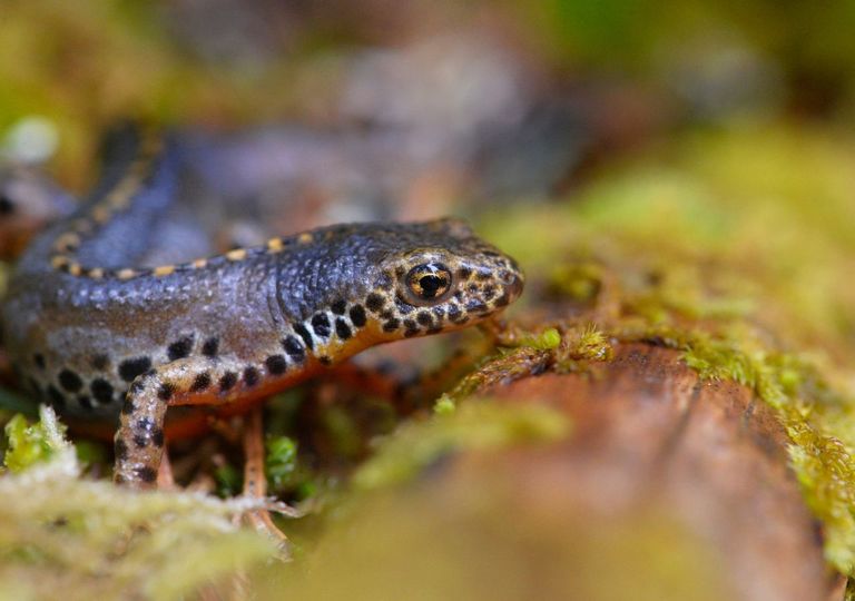 Este reptil salió de España para colonizar Europa, desvela un estudio respaldado por el CSIC
