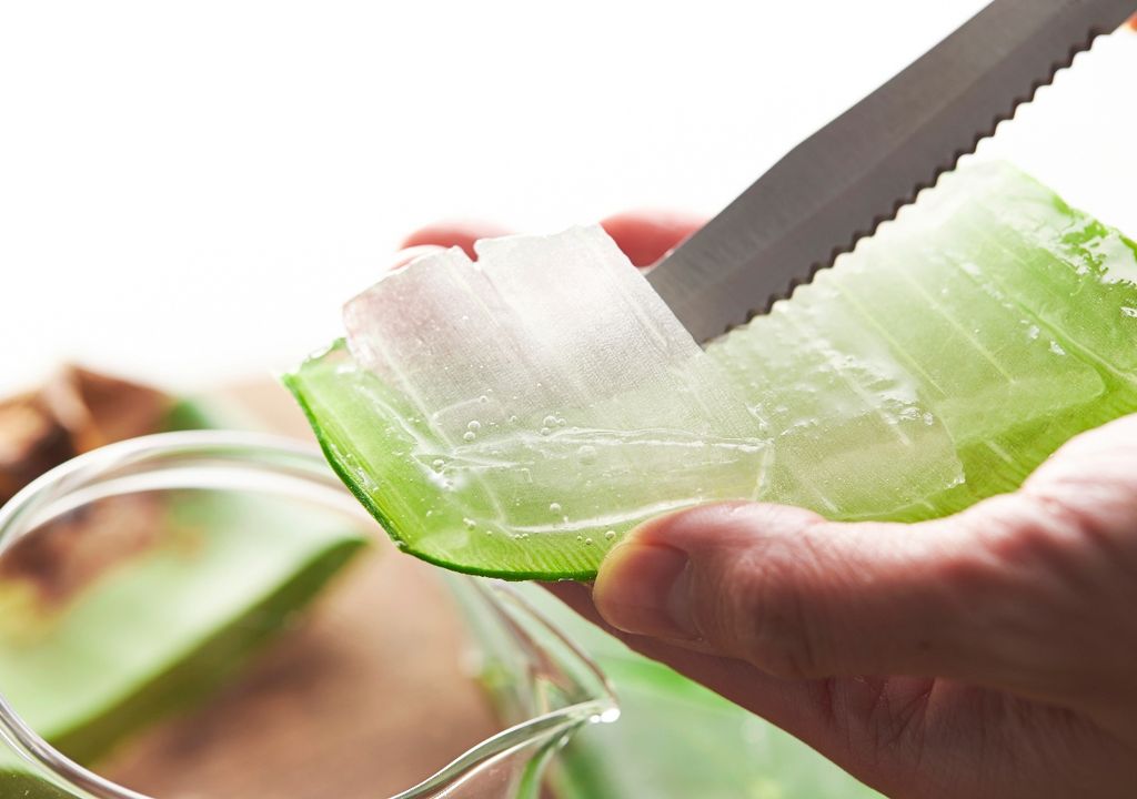 Aloe Vera Aloe Vera