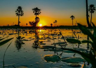 Esteros del Iberá: el destino ideal para conectar con la naturaleza 