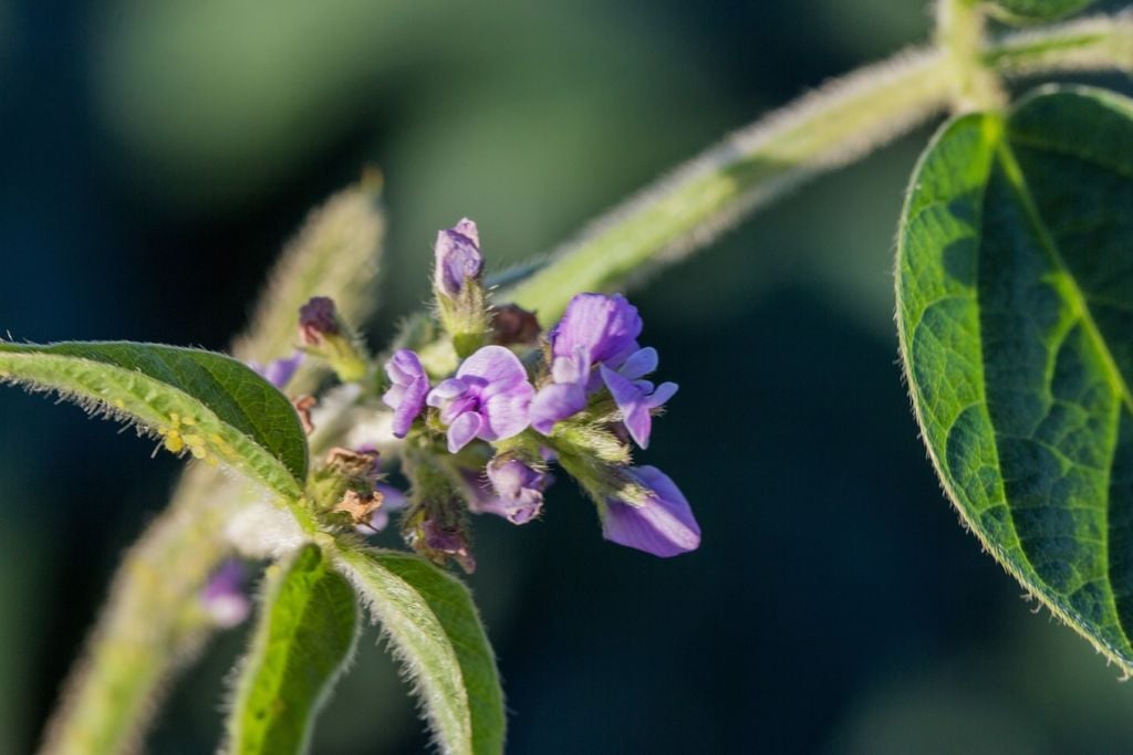A fase de floração da soja é altamente sensível ao calor excessivo e à falta de água.