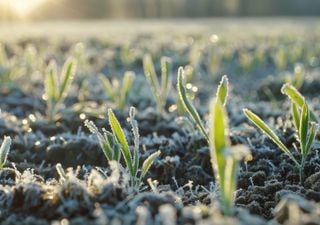 Tras su paso por las zonas productivas, las heladas dejaron algunos problemas y una buena noticia para el agro