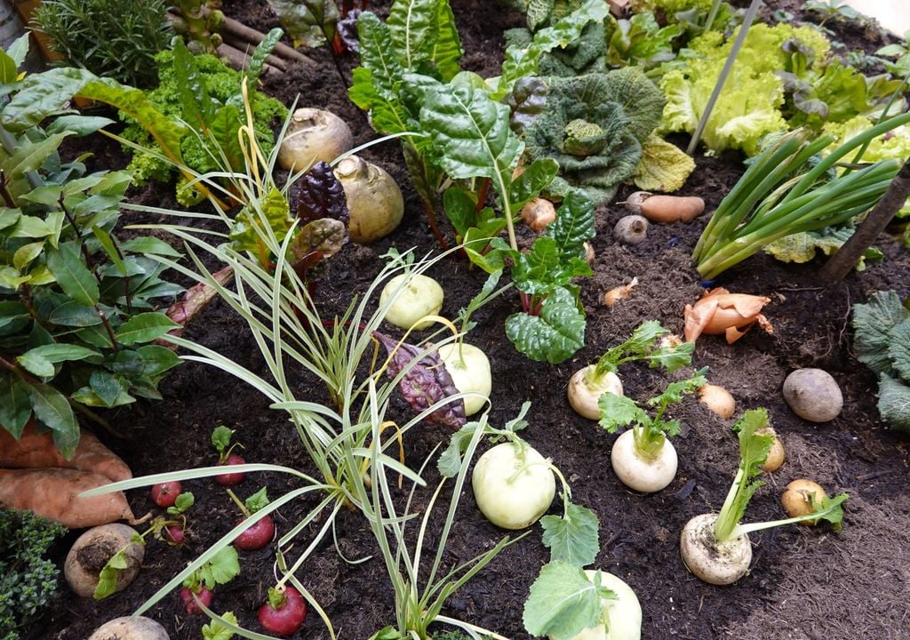 alimentación alimentación