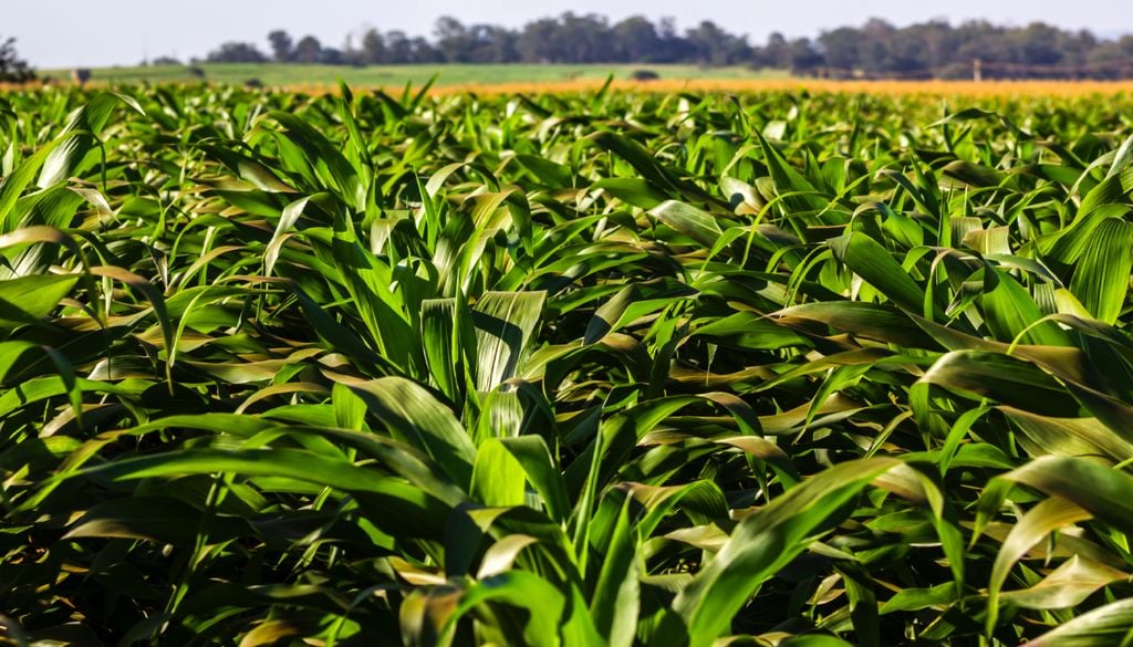 O avanço da produção de etanol de milho aumenta a demanda pelo grão e pode reduzir o volume disponível para compor os estoques de passagem.