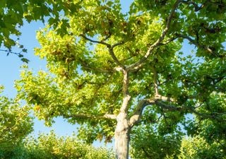 Estos cinco árboles hacen sombra en pocos años y son fáciles de cuidar