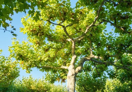 Estos cinco árboles hacen sombra en pocos años y son fáciles de cuidar