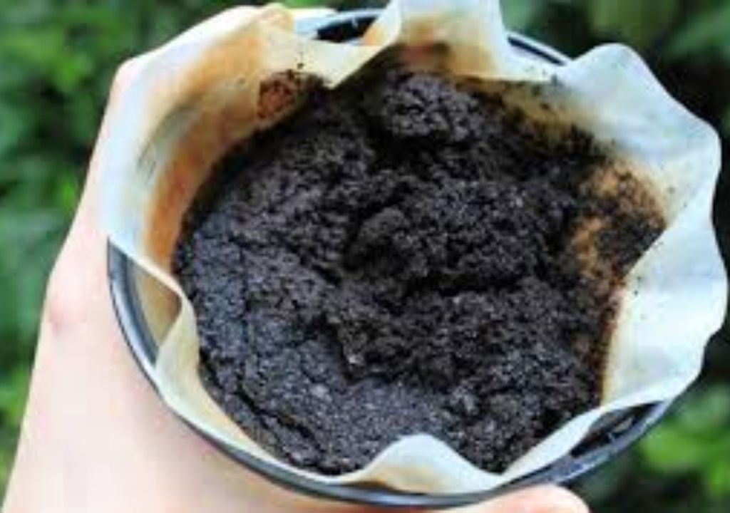 Plantas La borra de café aporta nitrógeno y materia orgánica, pero en exceso puede compactar la superficie del sustrato. Imagen: Sommielier de Café