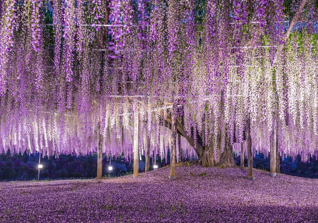 glicínias, japão, árvore, dia