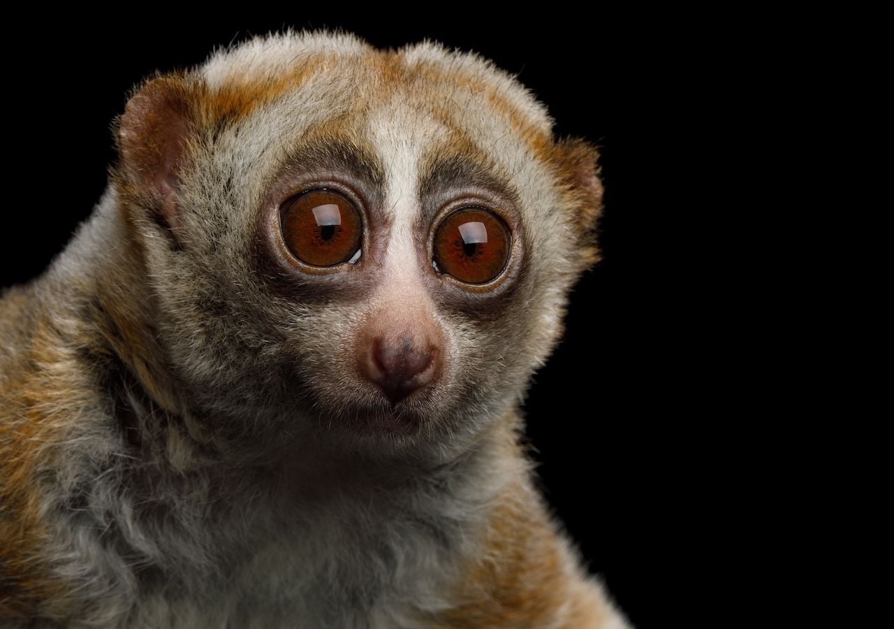 Pese a su tierna apariencia, el lori perezoso, una especie de primate que habita en el sur y el sudeste de Asia, puede provocar graves heridas si se siente amenazado.