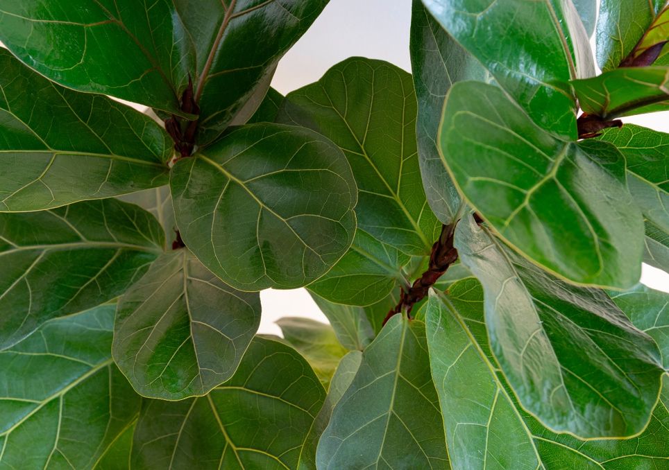 ficus