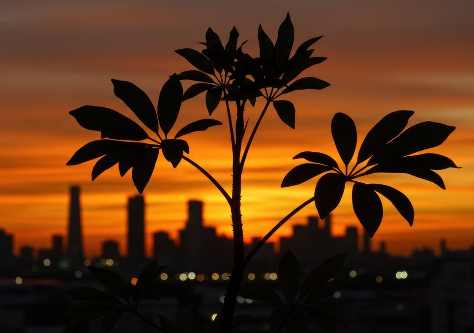 planta